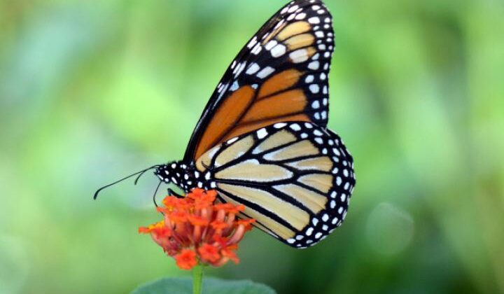 La mariposa monarca