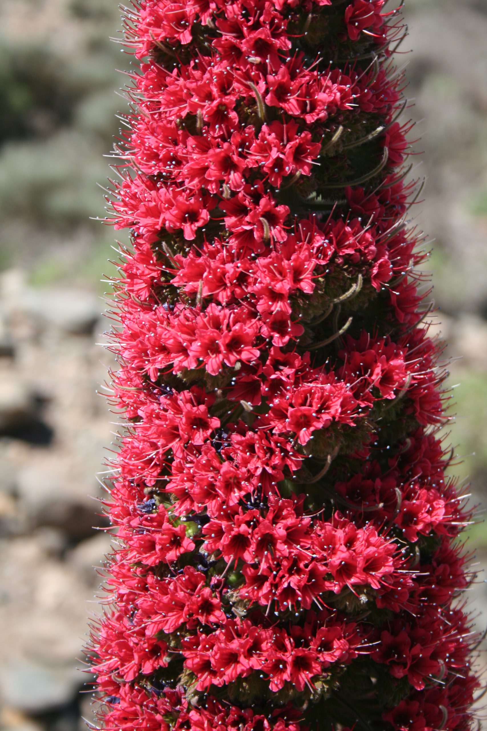 (Español) Los colores de la primavera en el Parque Nacional del Teide: Joyas de una flora singular.