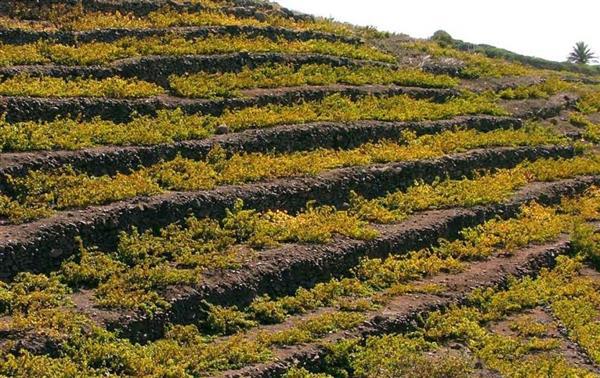 Tradición y modernidad en la vitivinicultura de La Gomera