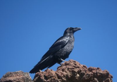 (Español) El cuervo en Canarias