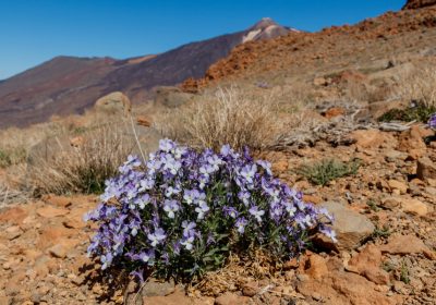 (Español) Tesoros botánicos de la flora canaria en las cumbres de Tenerife