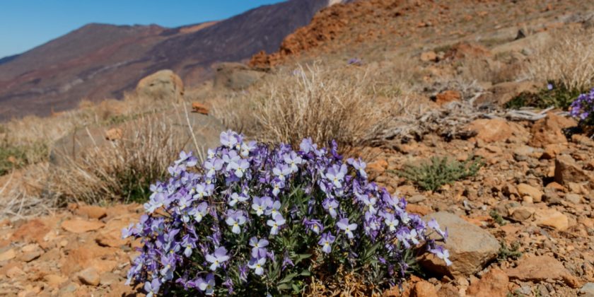Tesoros botánicos de la flora canaria en las cumbres de Tenerife